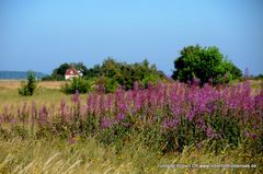 hiddensee dream in the summer