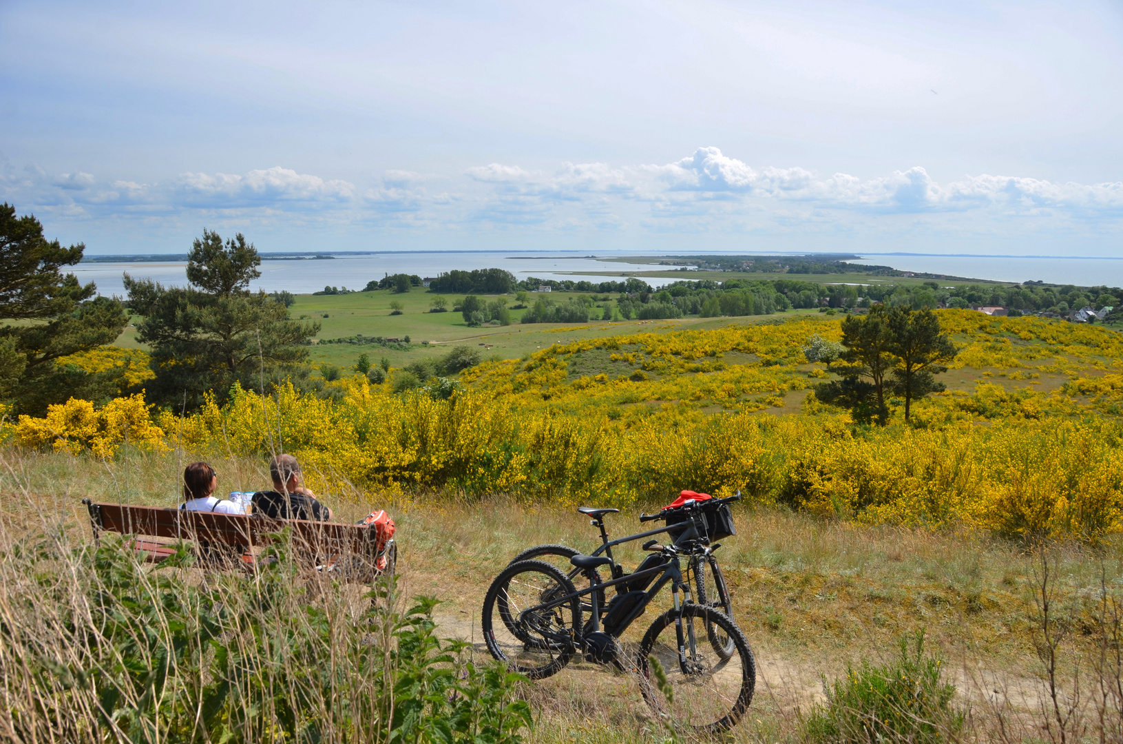 Hiddensee Ginster