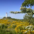 Hiddensee  Ginsterzeit 