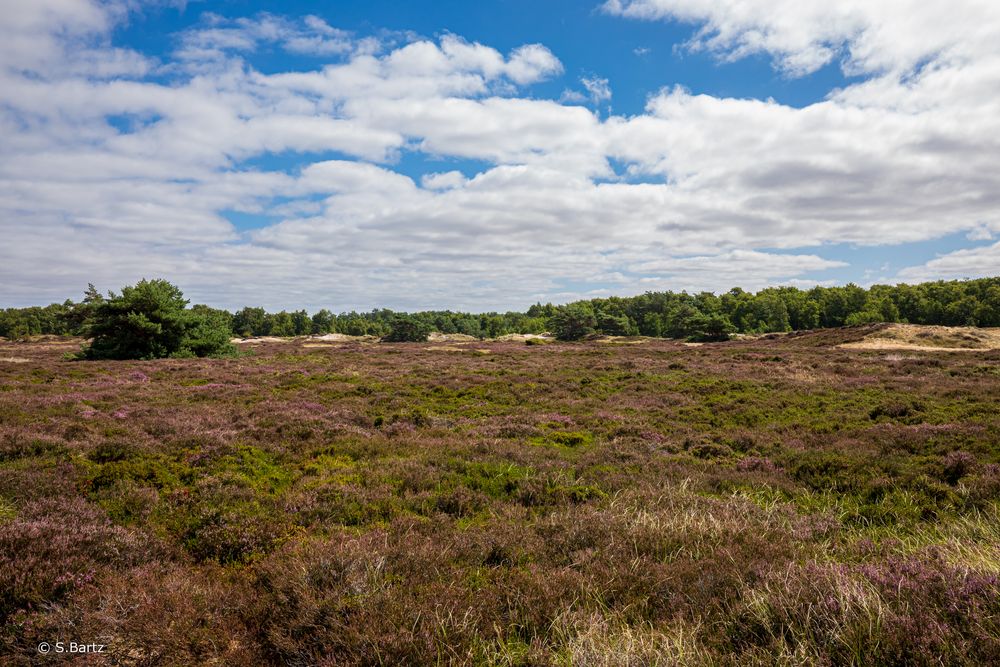 Hiddensee - Heide (2) 2022