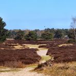 Hiddensee Heide