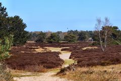 Hiddensee Heide