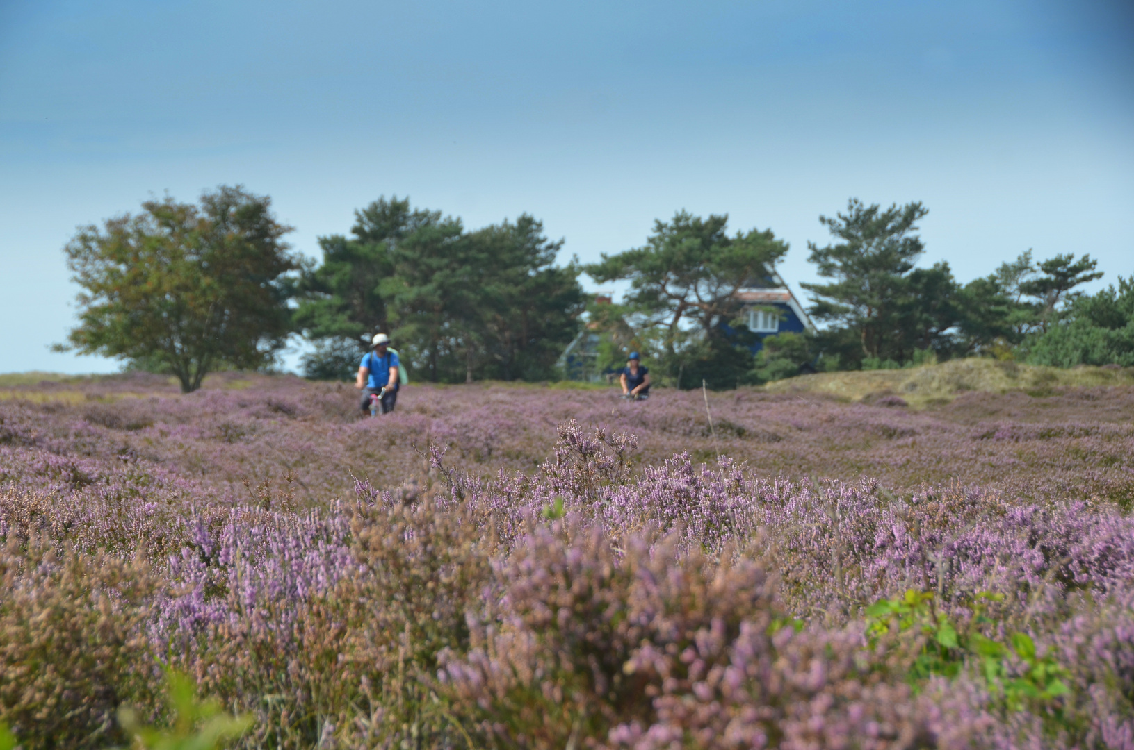 Hiddensee Heideblühte 2023 