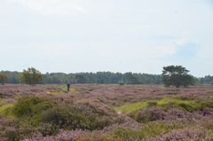 Hiddensee Heideblühte 2023 