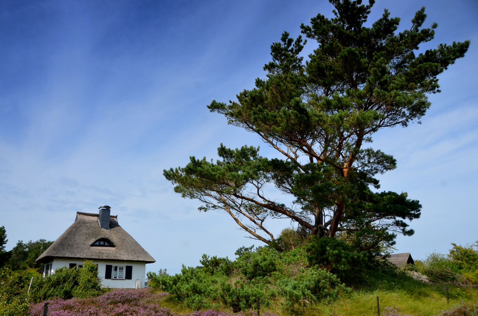 Hiddensee Heideblühte 2023 