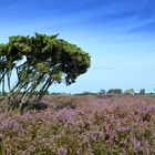 Hiddensee Heideblühte 2023 