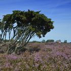 Hiddensee Heideblühte 2023 