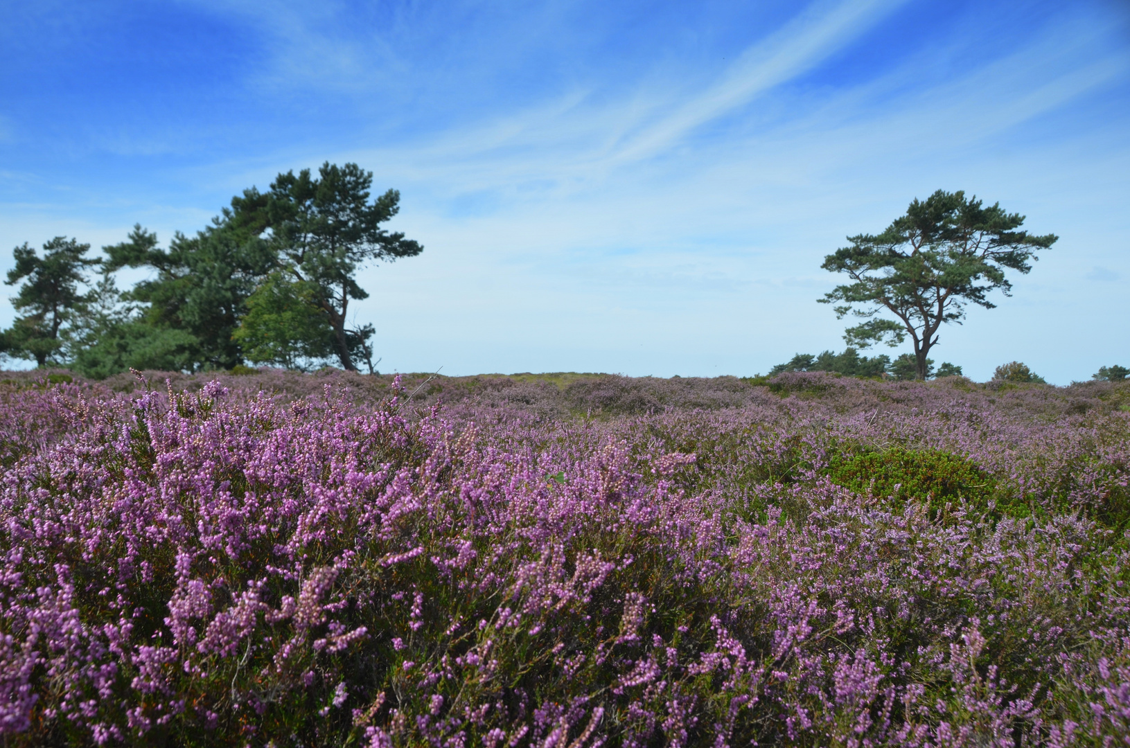 Hiddensee Heideblühte 2023 