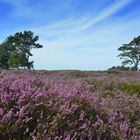 Hiddensee Heideblühte 2023 