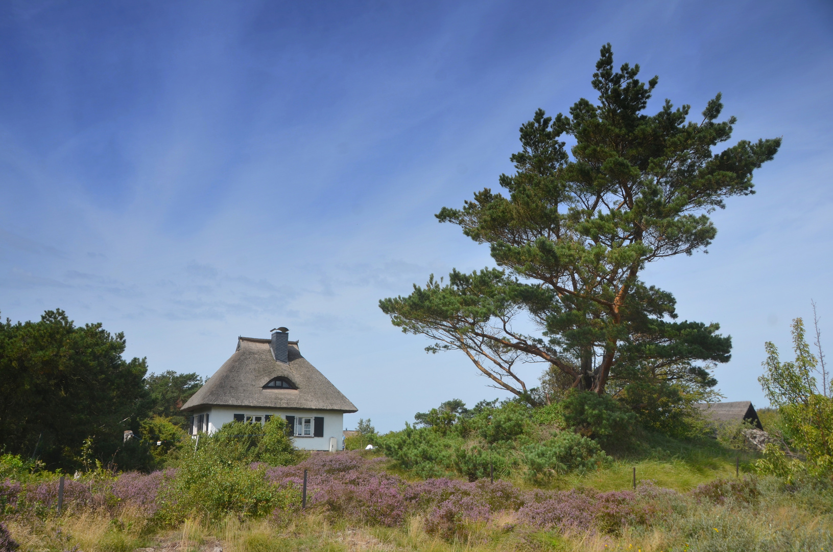 Hiddensee Heideblühte 2023 