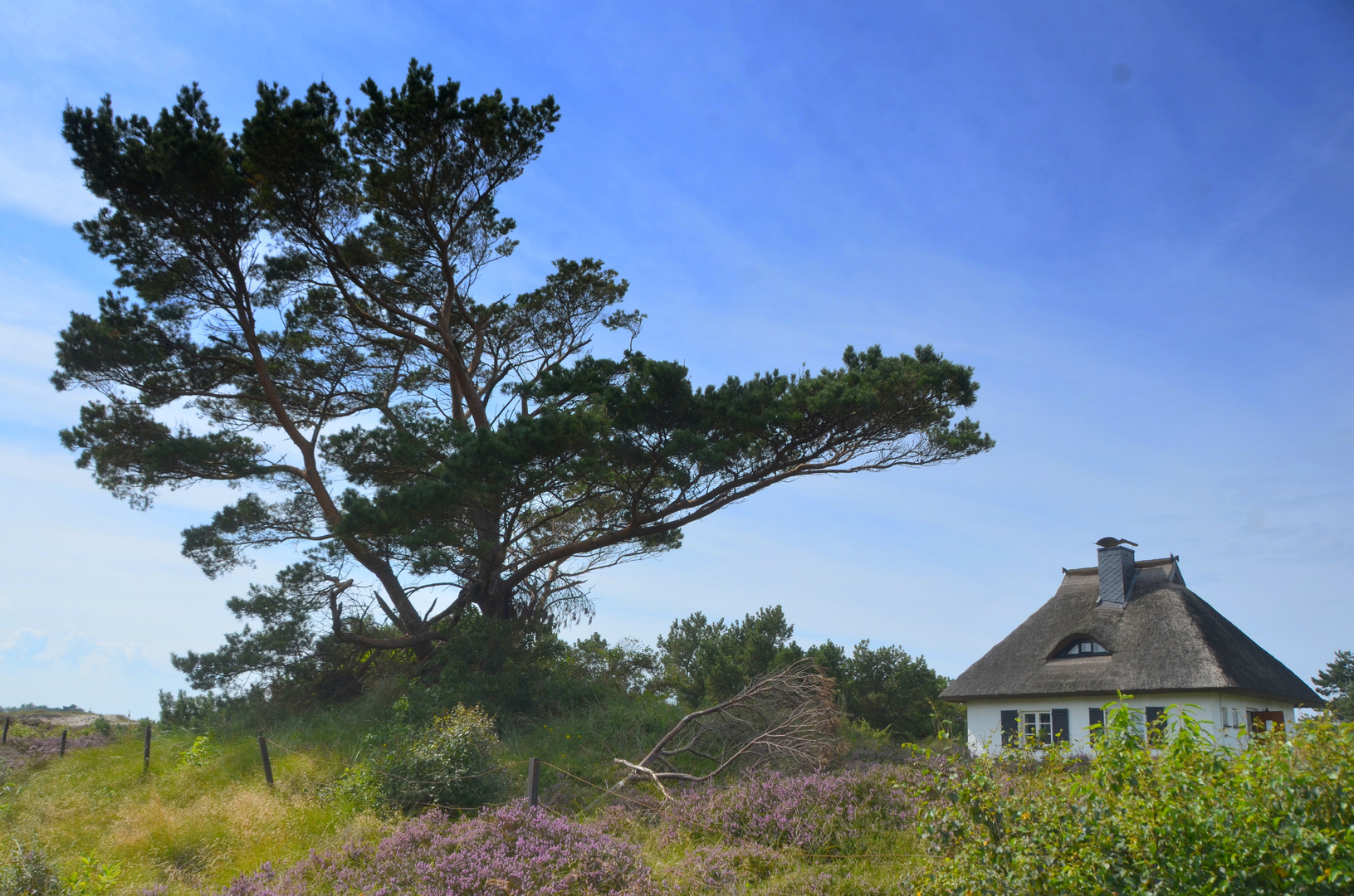 Hiddensee Heideblühte 2023 