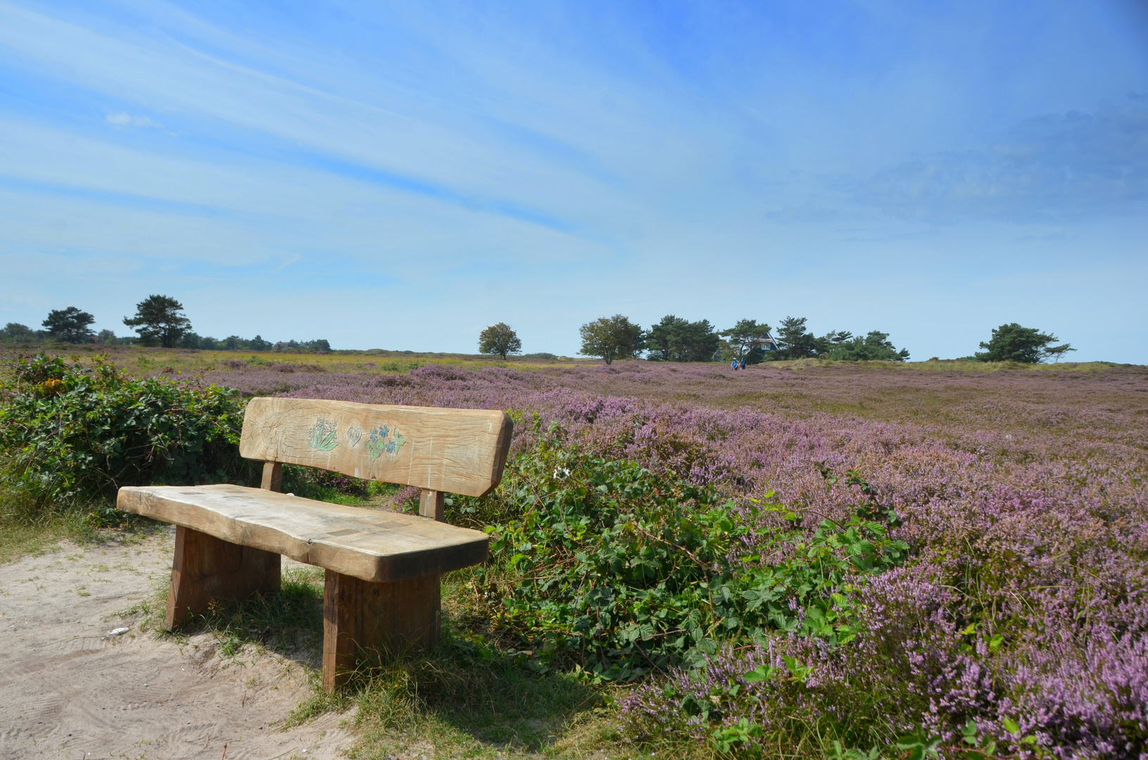 Hiddensee Heideblühte 2023 