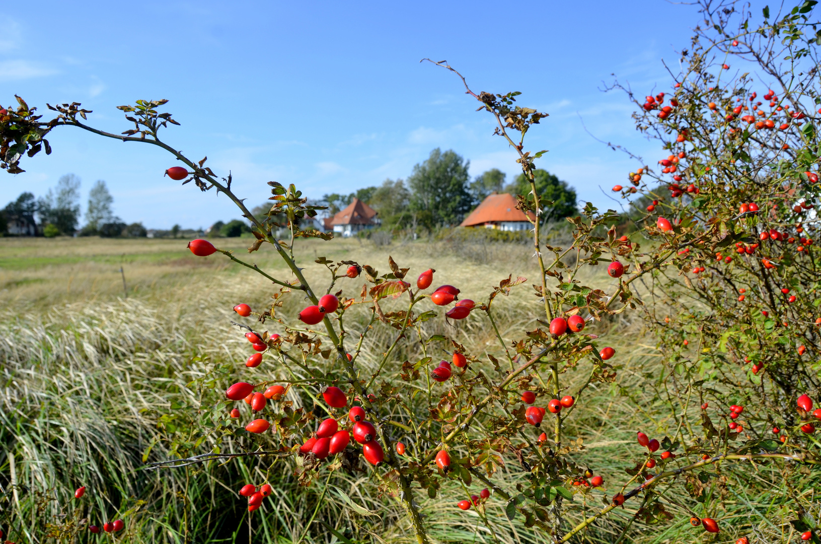 Hiddensee im Herbst 