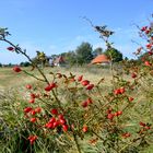 Hiddensee im Herbst 