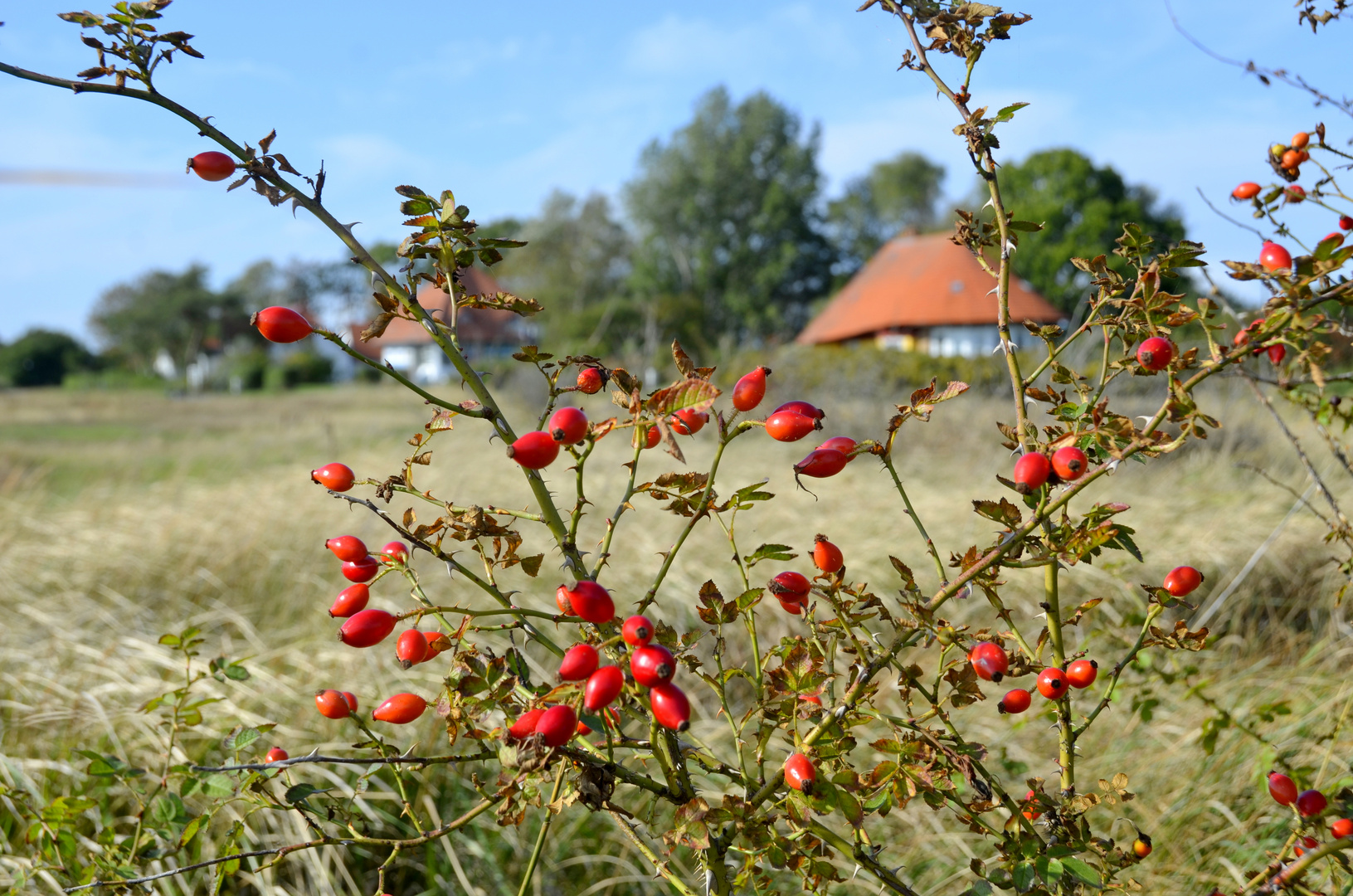 Hiddensee im Herbst 