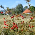 Hiddensee im Herbst 