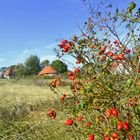 Hiddensee im Herbst Serie 