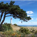 Hiddensee im Hochsommer