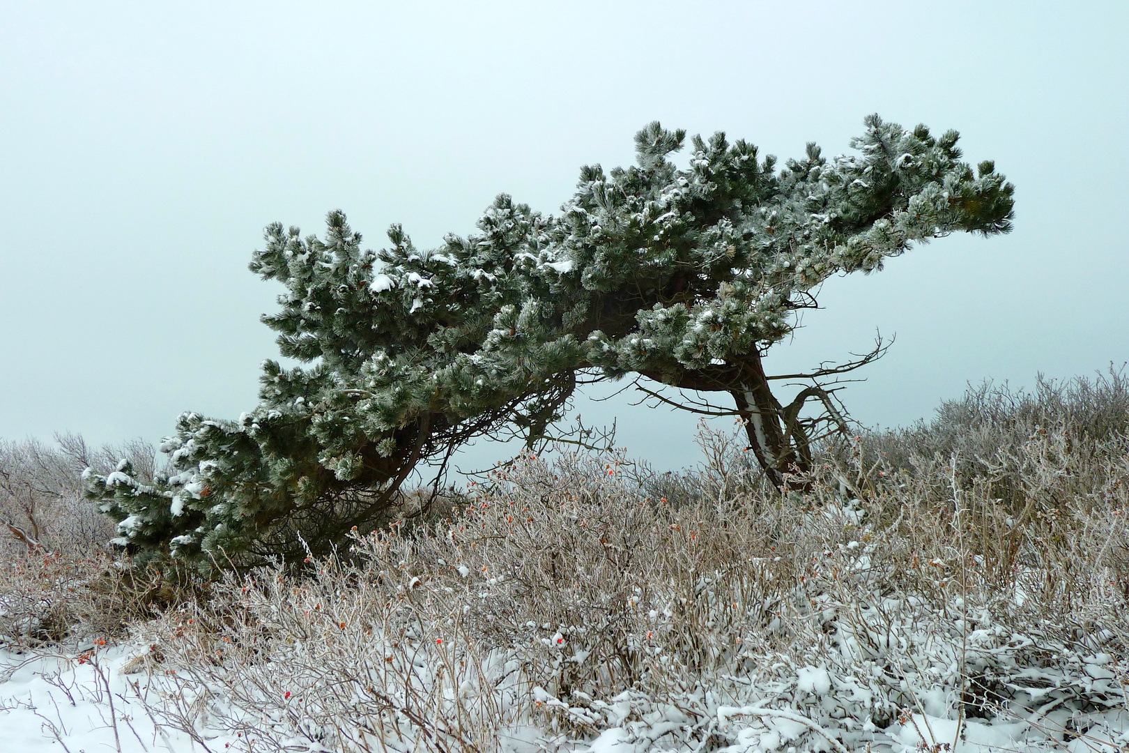 Hiddensee im Winter