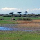 Hiddensee - Insel der Erholung