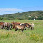 Hiddensee mit Pferde