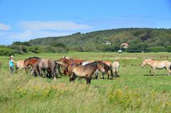 Hiddensee mit Pferde