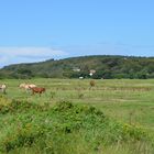 Hiddensee mit Pferde