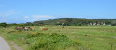 Hiddensee mit Pferde