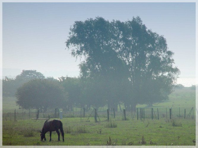 Hiddensee Morgennebel