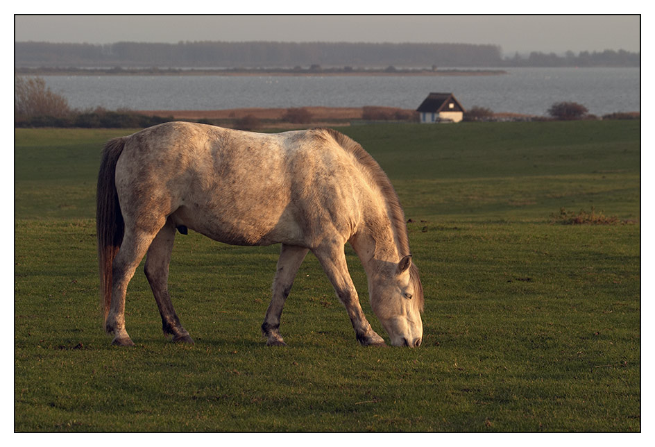 Hiddensee-Pferd oder Hidden-Seepferd?