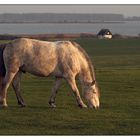 Hiddensee-Pferd oder Hidden-Seepferd?