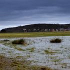 Hiddensee  Salzwiese