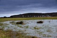 Hiddensee  Salzwiese