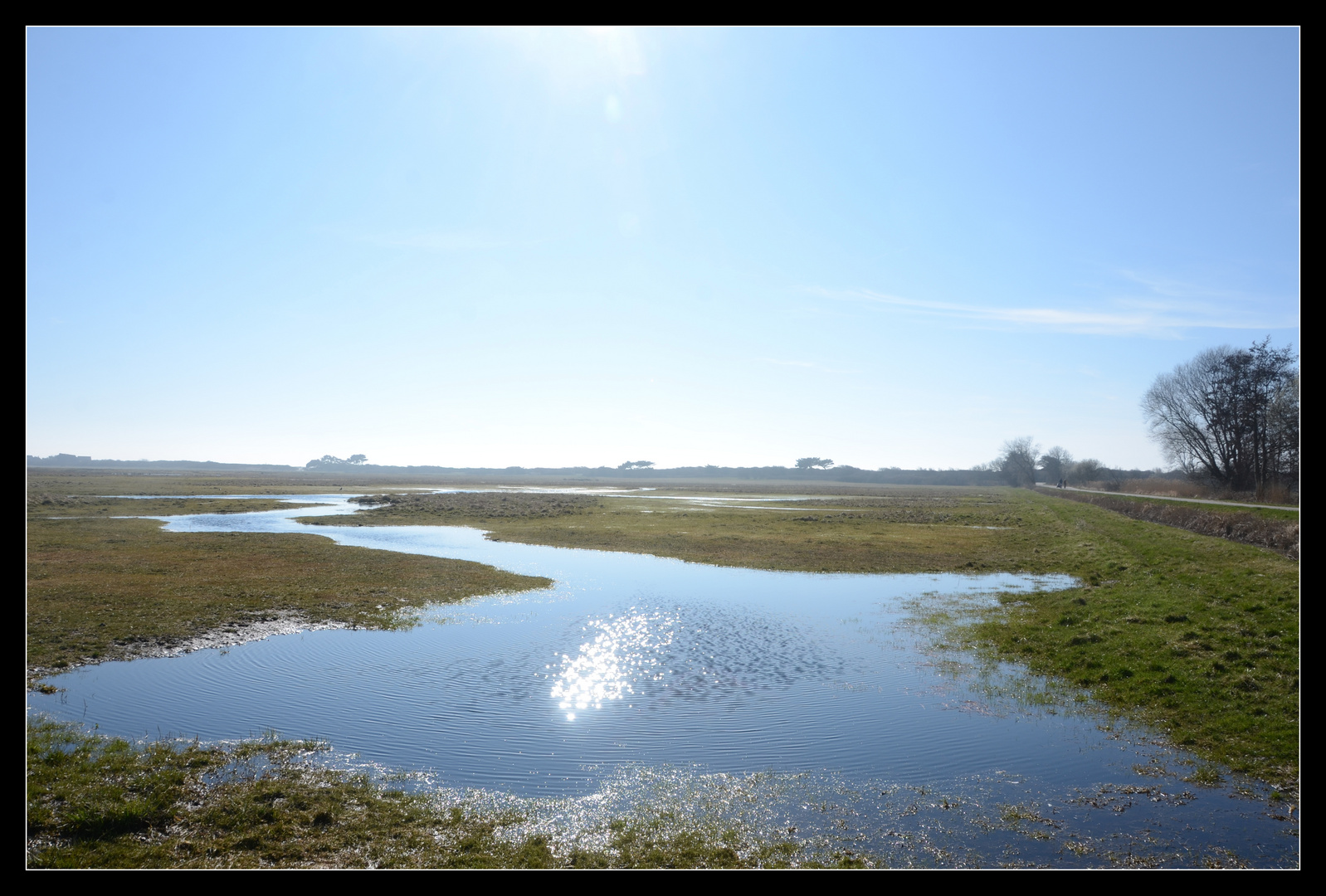 Hiddensee Salzwiesen