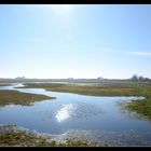 Hiddensee Salzwiesen