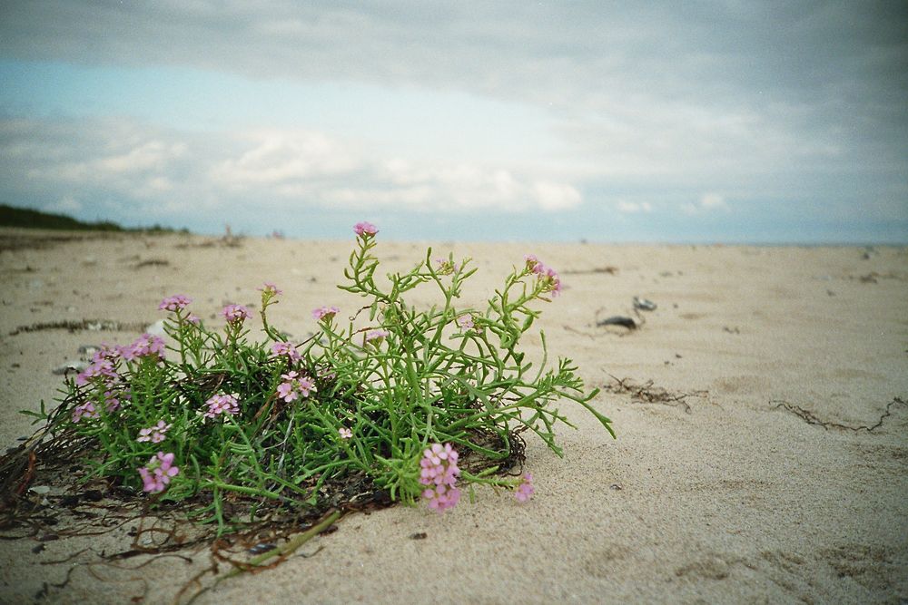 Hiddensee - Strandwuchs