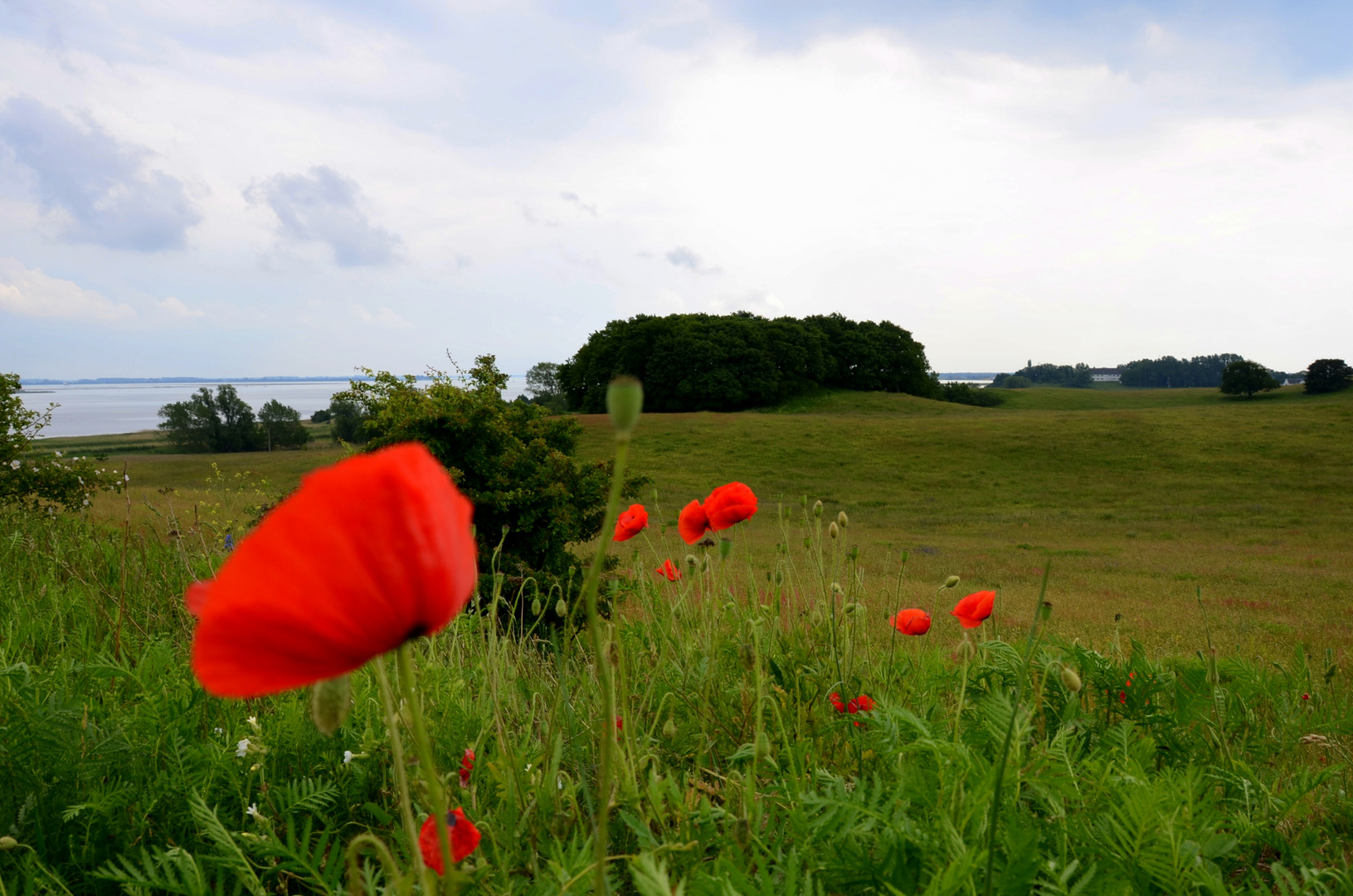 Hiddensee und sein Mohn