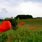 Hiddensee und sein Mohn