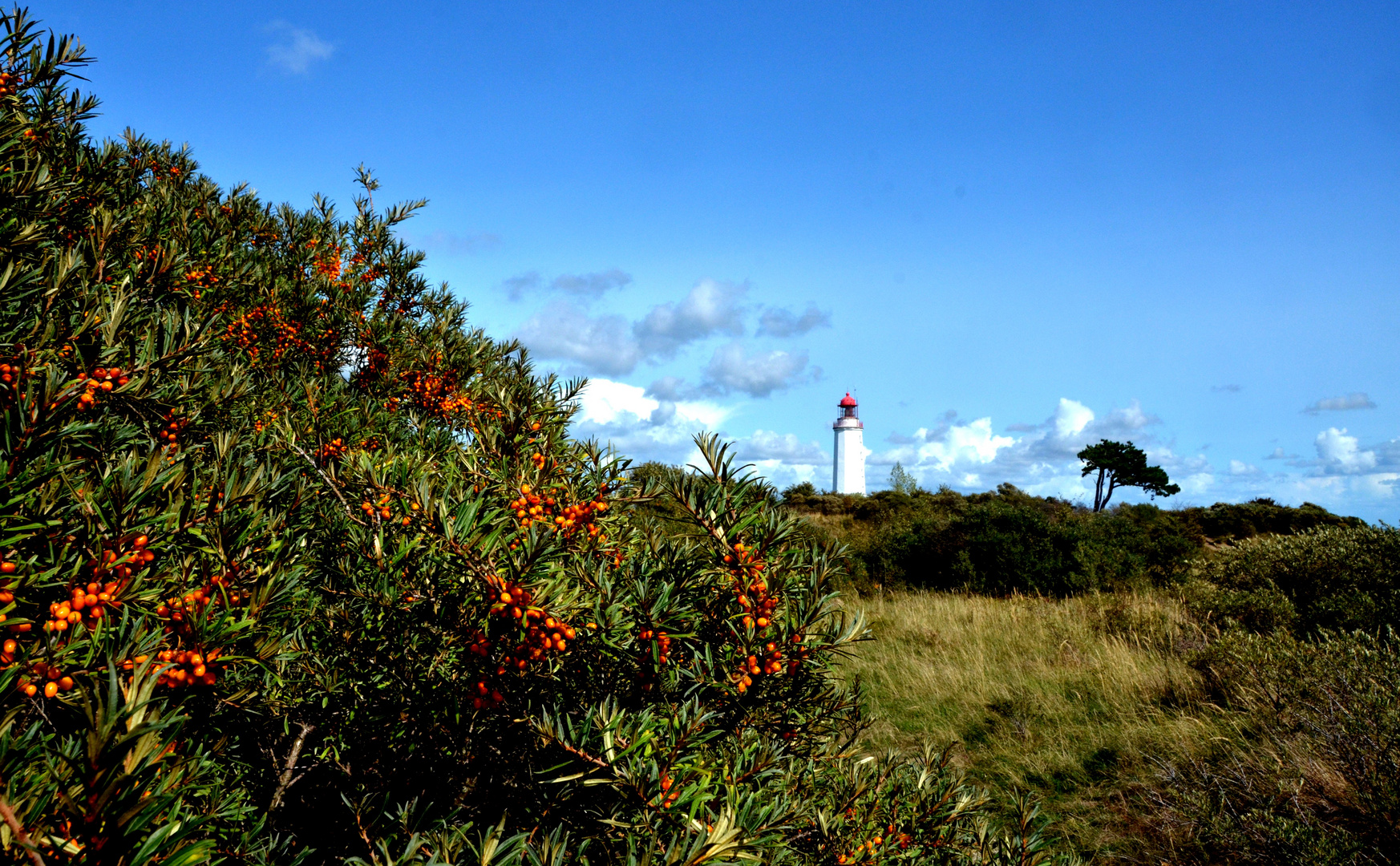 Hiddensee und sein Sanddorn