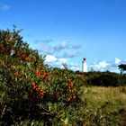 Hiddensee und sein Sanddorn