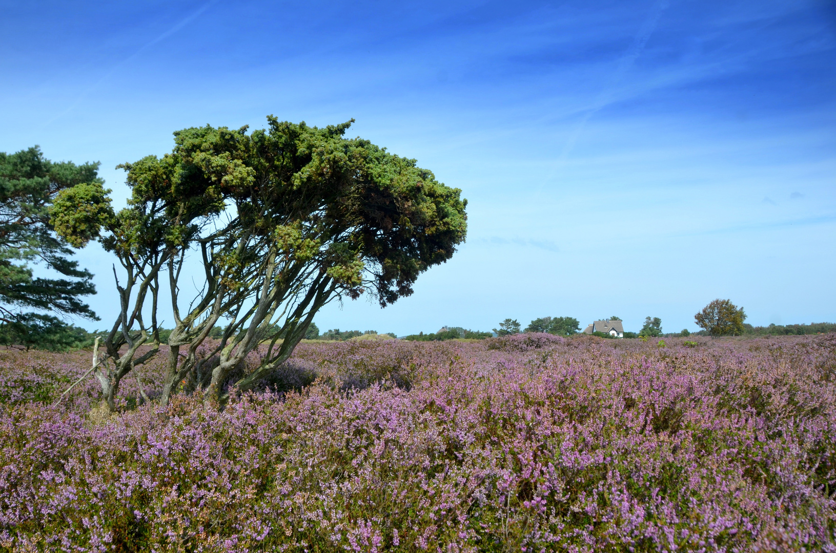 Hiddensee und seine Heide 