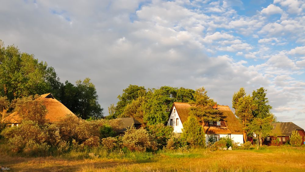 Hiddenseeidylle.13 < ein Frühsommermorgen auf der Insel >