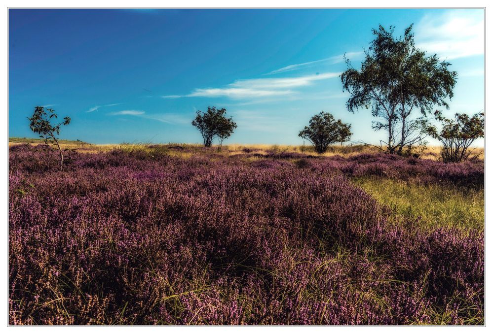 Hiddenseer Heidelandschaft