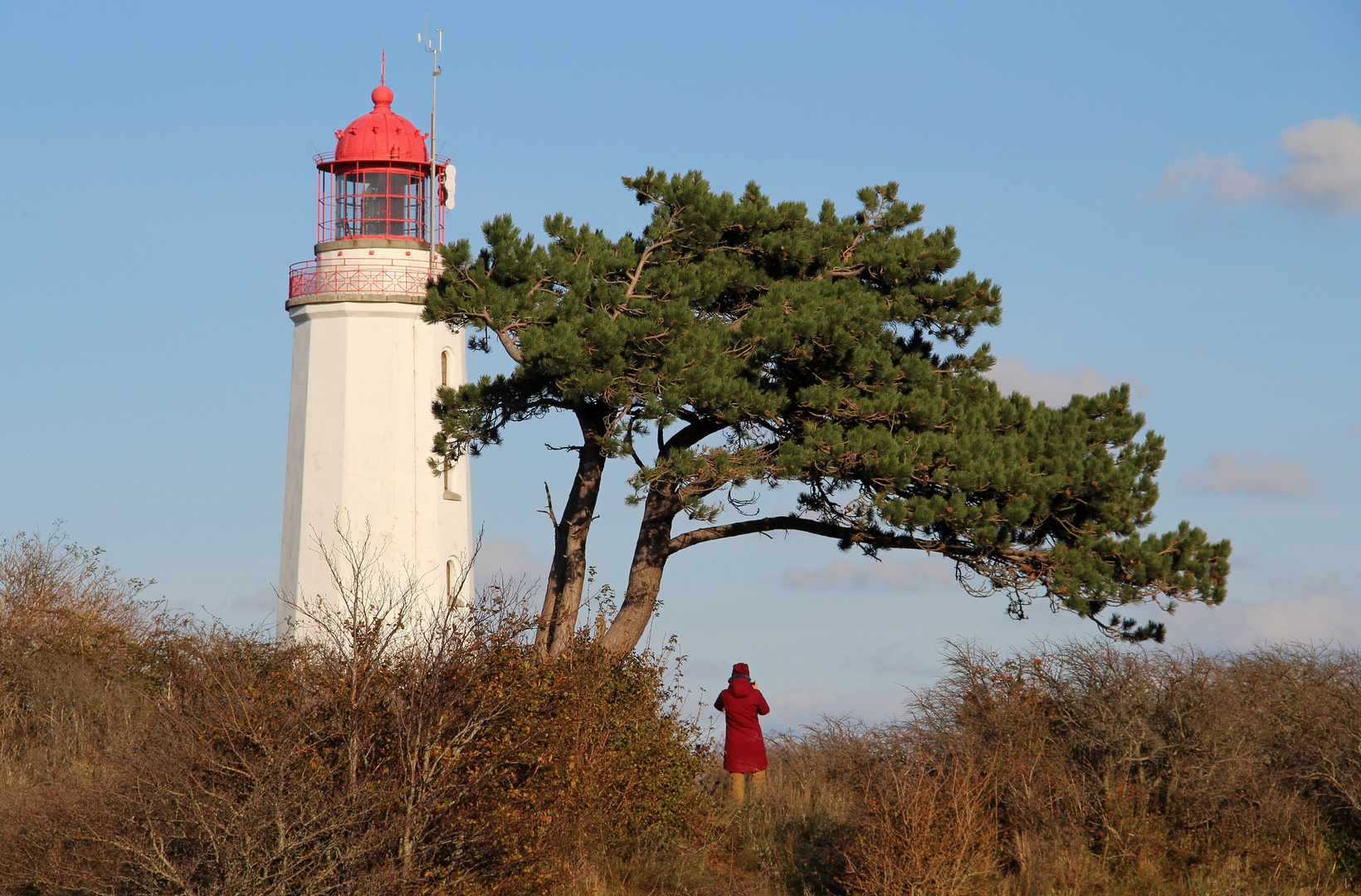 Hiddensees bekannteste Kiefer