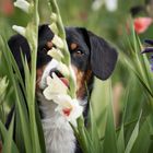 Hide and seek - bin nicht da!