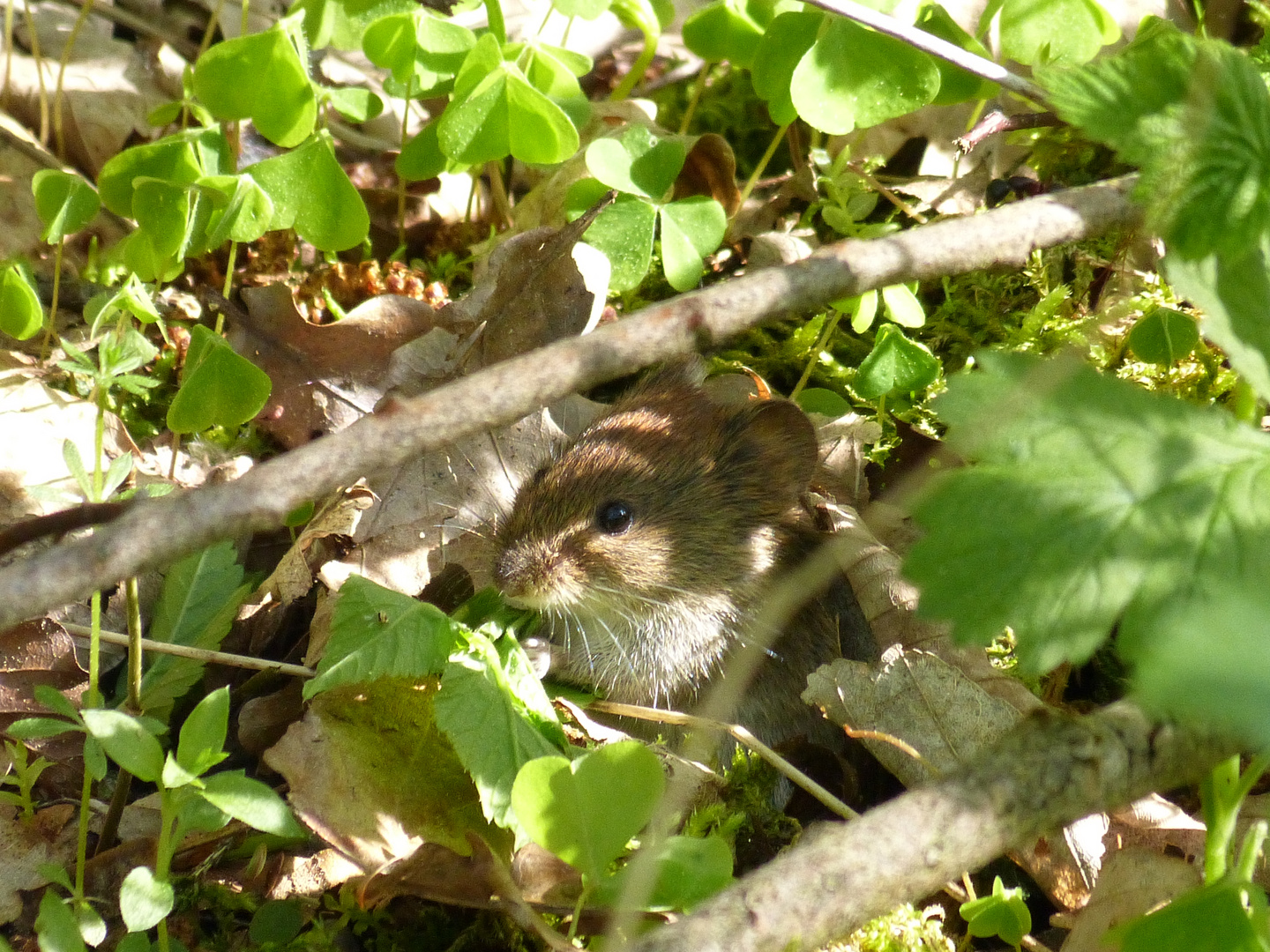 Hide and seek with a mouse