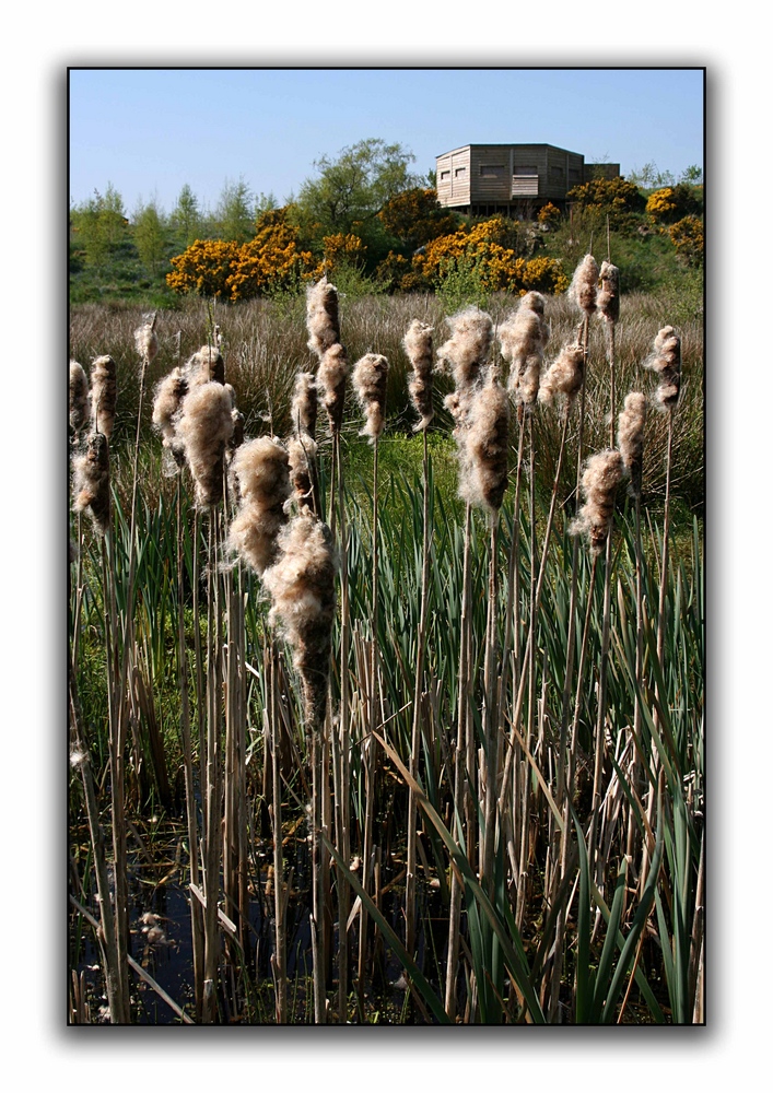 Hide Behind The Bulrushes