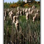 Hide Behind The Bulrushes