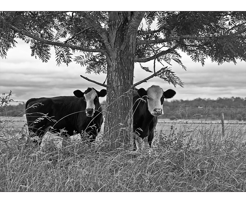 Hiding behind the tree...