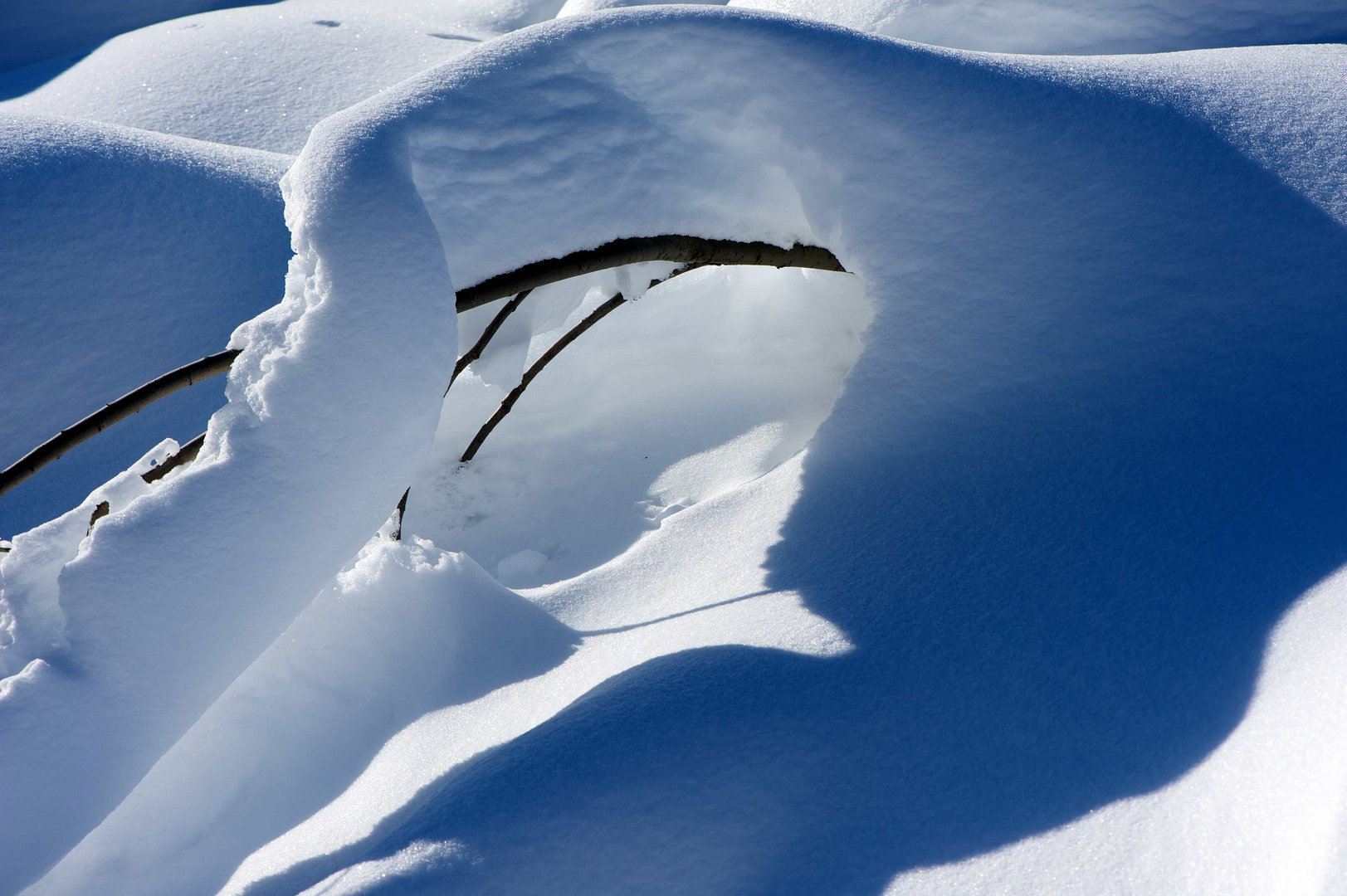 hiding beneath snow